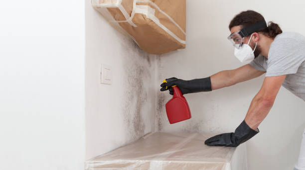 Professional Basement Mold Remediation technician working in Dayton, WA