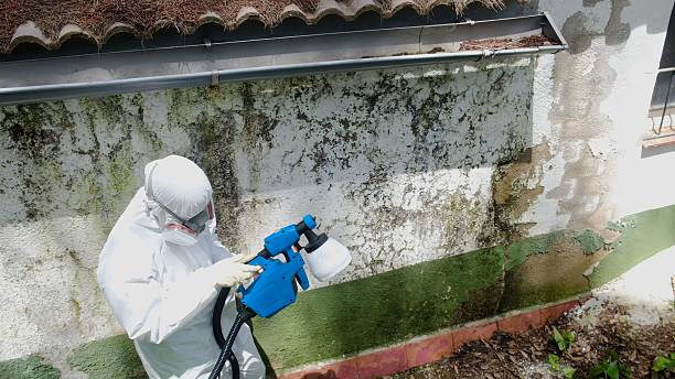 Top rated local Basement Mold Remediation specialists in Dayton, WA